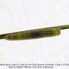 hyponephele lupina azer larva2